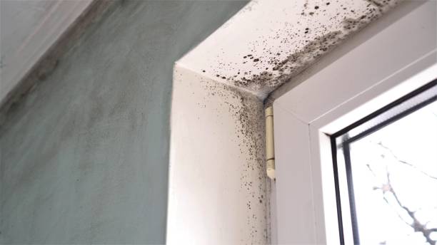 Best Air Quality Testing for Mold Spores  in East Uniontown, PA