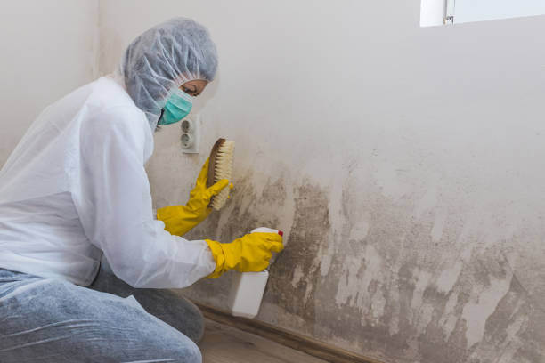 Best Mold Remediation for Vacation Homes  in East Uniontown, PA