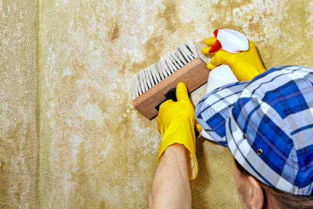 Best Mold Odor Removal Services  in East Uniontown, PA